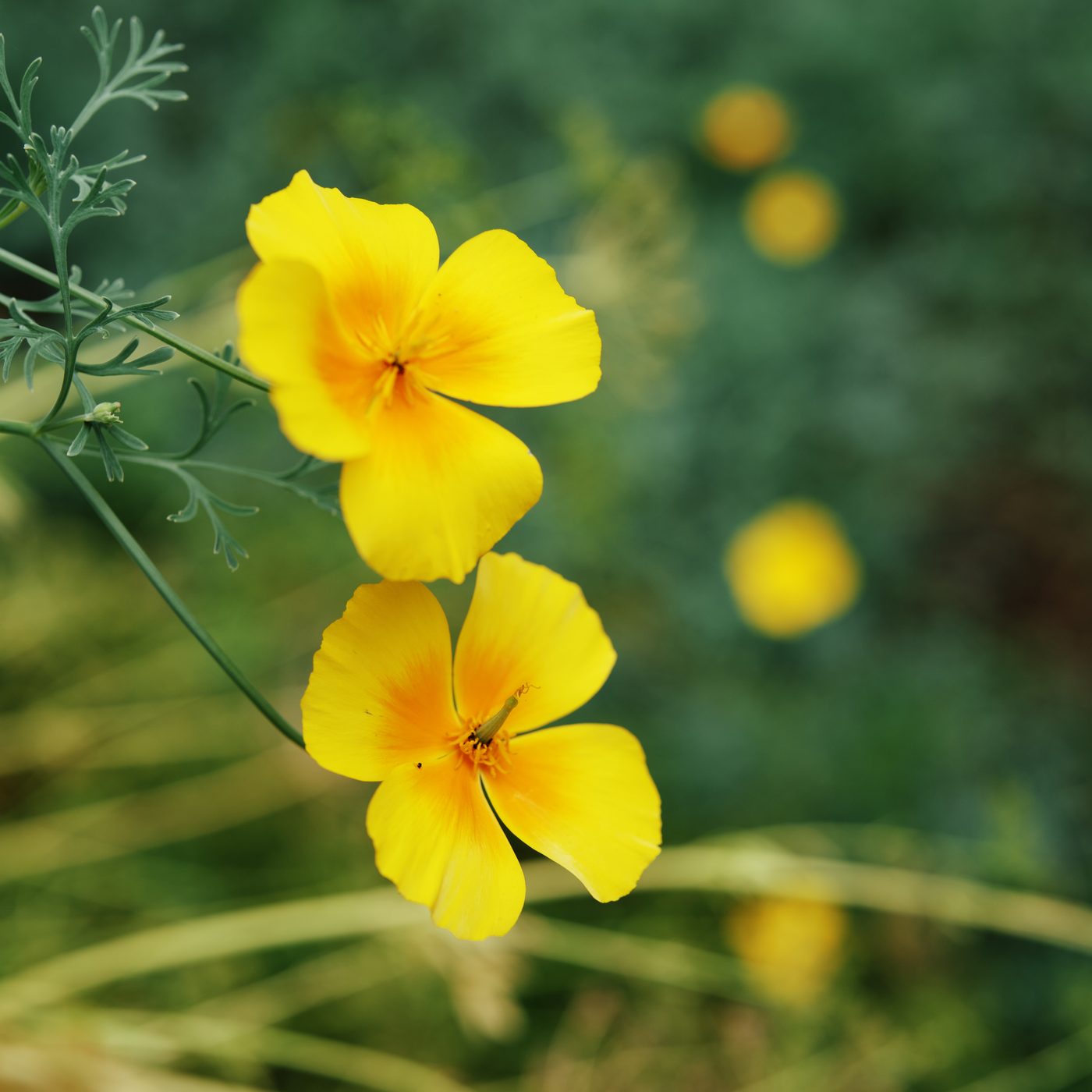 Two yellow poppies on a slender stem, petals open, against a soft out-of-focus background of dark green foliage with three more yellow blooms blurred behind them.